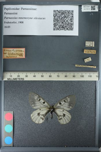 Media type: image;   Entomology 175514